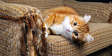 Какую ткань для дивана выбрать, если у вас есть кошка